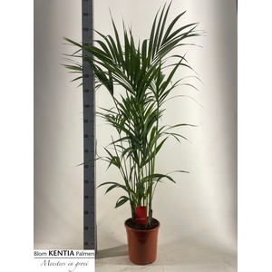 HOWEA FORSTERIANA