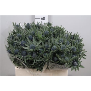 Eryngium  'Aquarius Questar'