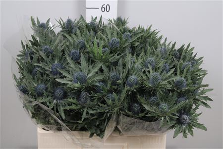 <h4>Eryngium  'Aquarius Questar'</h4>