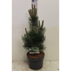 Pinus nigra