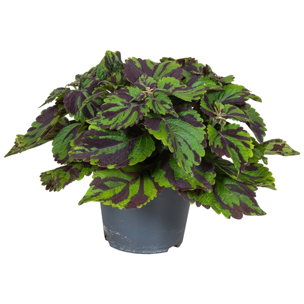 <h4>Coleus Tiger</h4>