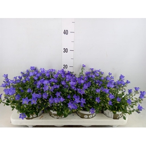 Campanula  'Starina Spring Bell'