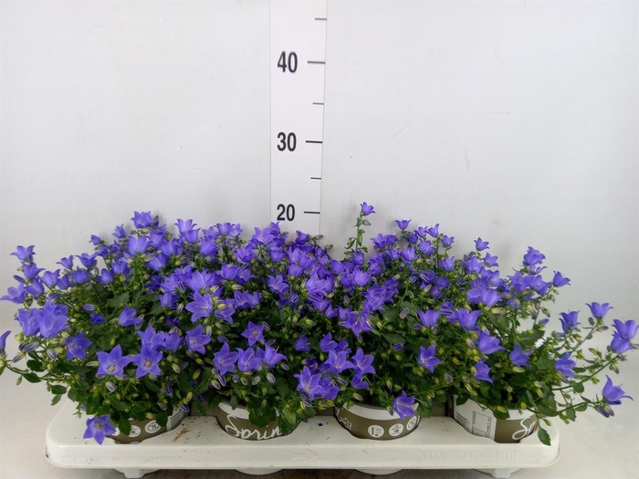 <h4>Campanula  'Starina Spring Bell'</h4>