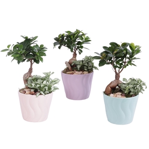 Yearround Arr. Indoor Ceramic Soft Elegance SE662 Ø14cm 2PP