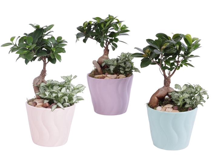 <h4>Yearround Arr. Indoor Ceramic Soft Elegance SE662 Ø14cm 2PP</h4>