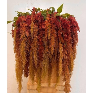 AMAR CAUDATUS BROWN SPIDER AMAR CA