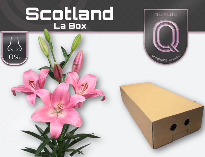 LI LA SCOTLAND LA BOX 4+