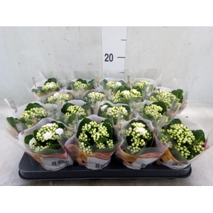 Kalanchoe blos. 'RosDon Dione'