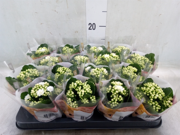 <h4>Kalanchoe blos. 'RosDon Dione'</h4>