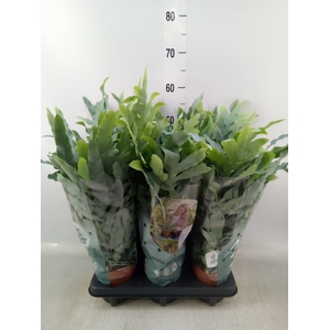Phlebodium aureum 'Blue Star'
