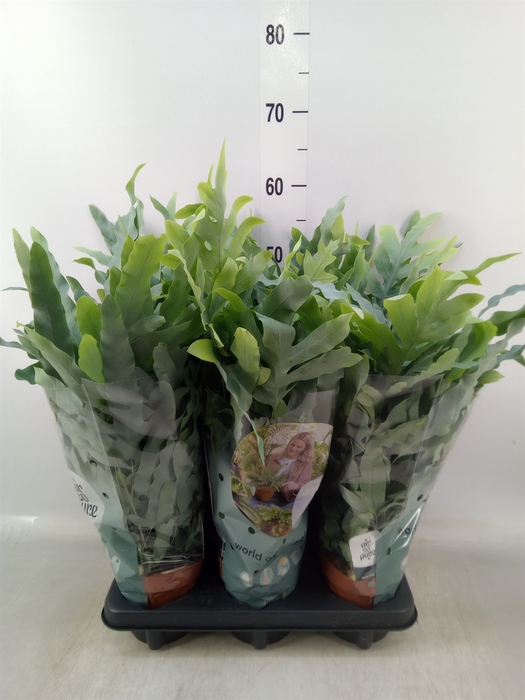 <h4>Phlebodium aureum 'Blue Star'</h4>