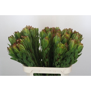 Leucadendron Goldstrike