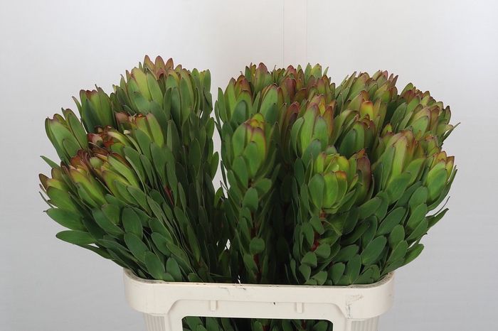 Leucadendron Goldstrike