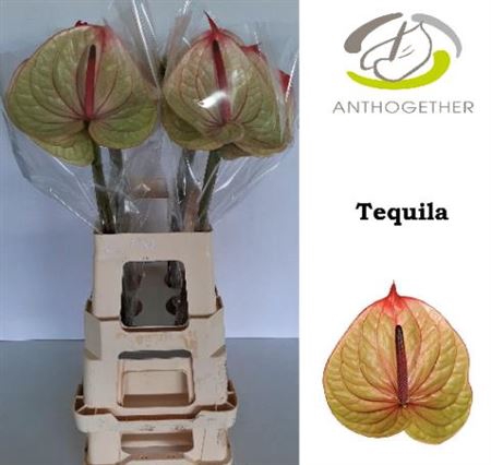 <h4>Anth A Tequila</h4>