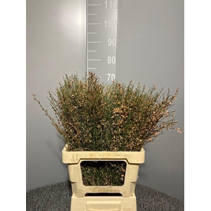 Genista Col Orange 200gr