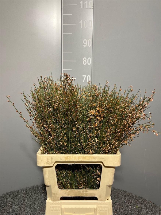 <h4>Genista Col Orange 200gr</h4>