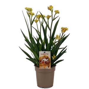 Anigozanthos Beauty Yellow®