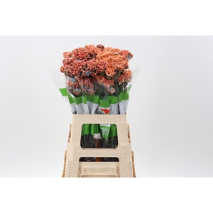 Di St Tinted Vulcano