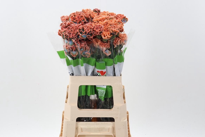 <h4>Di St Tinted Vulcano</h4>