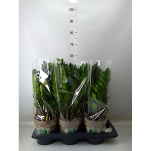 Zamioculcas zamiifolia