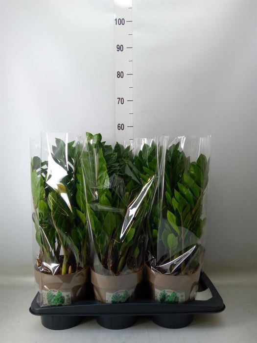 <h4>Zamioculcas zamiifolia</h4>