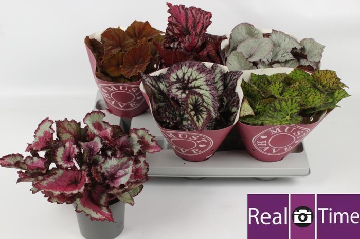 <h4>BEG BEL GEM</h4>