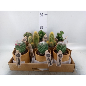 Cactus   ...mix