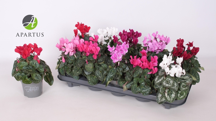 <h4>CYCL KL SUP VERANO</h4>