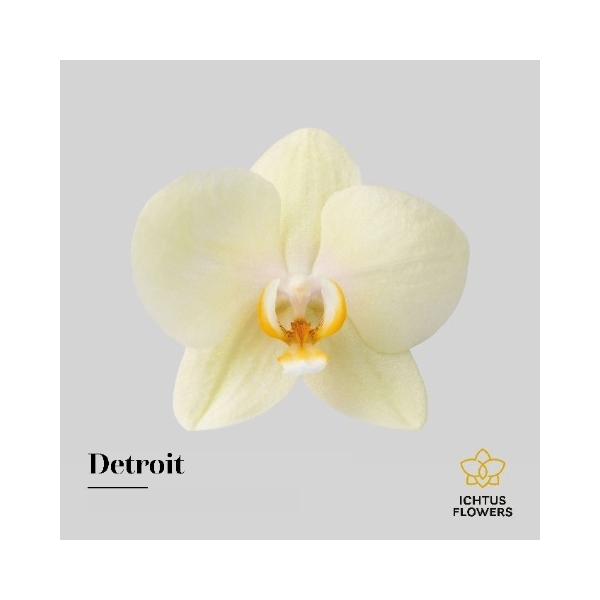 <h4>Phal An Detroit - Ichtus Flowers</h4>