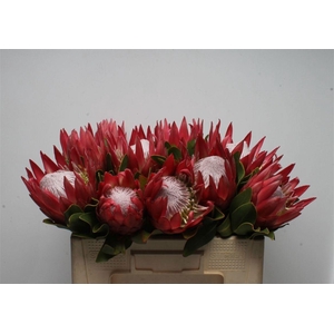 PROTEA CY MADIBA