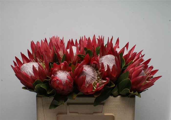 <h4>PROTEA CY MADIBA</h4>