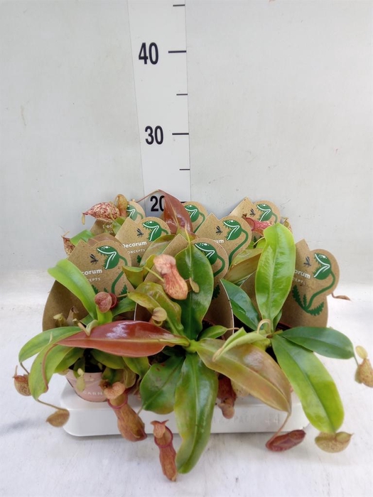 <h4>Vleesetende planten</h4>