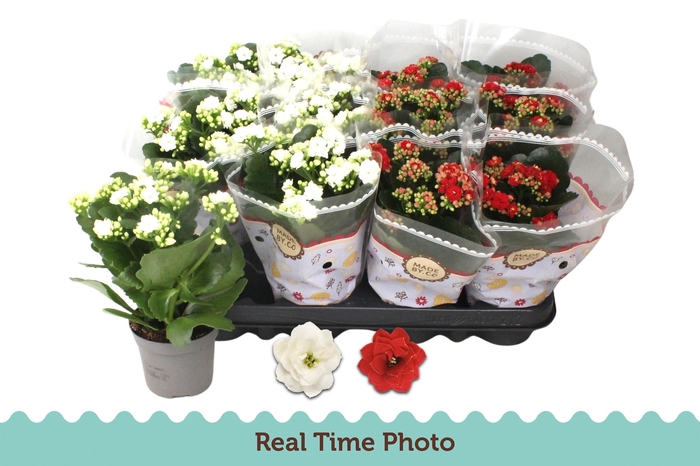 <h4>KAL GE GEM 2 KL</h4>