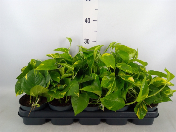 <h4>Epipremnum pinn. 'Aureum'</h4>