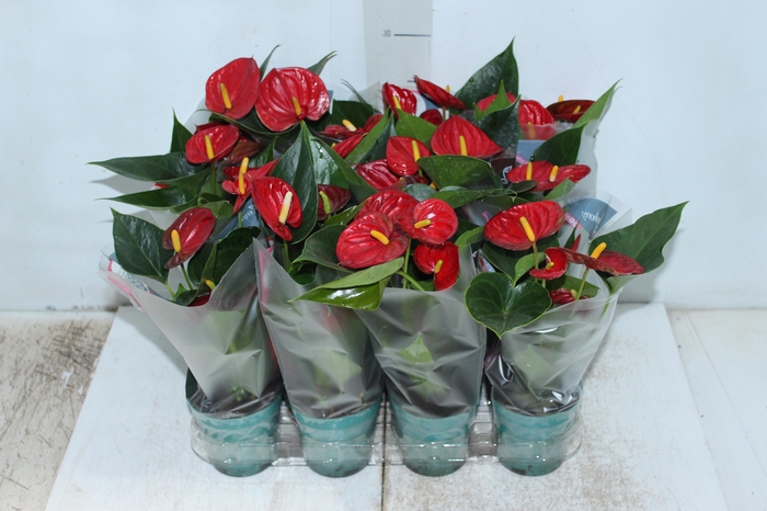 <h4>ANTHURIUM RED SUCCESS P09</h4>