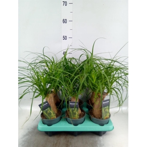 Beaucarnea recurvata