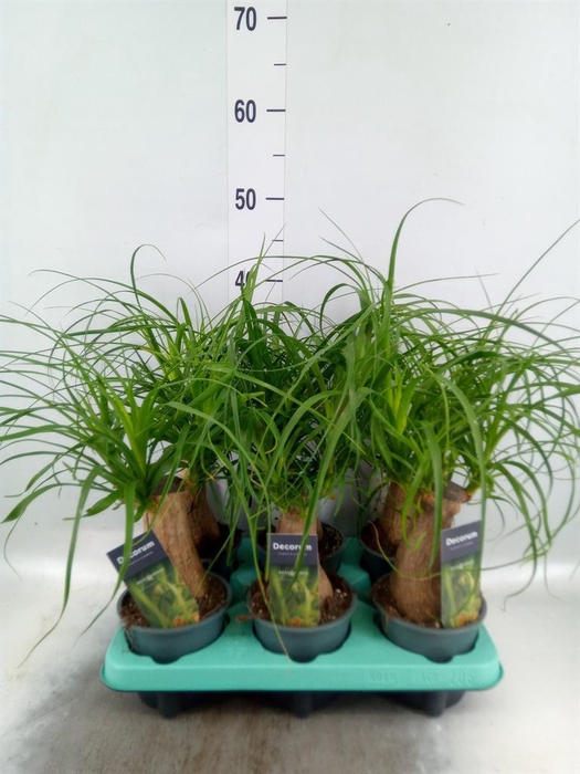<h4>Beaucarnea recurvata</h4>