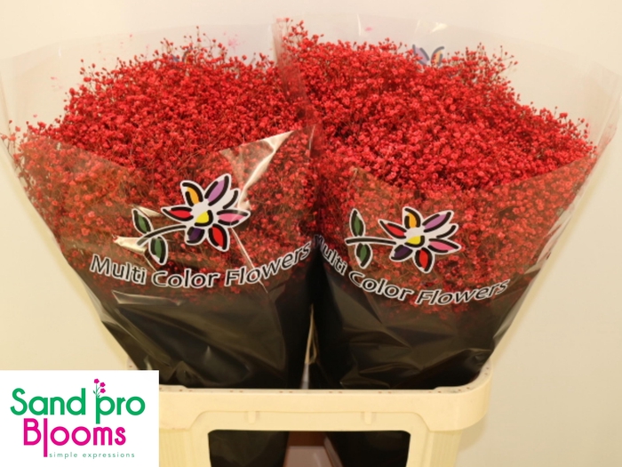 <h4>GYPS KLB H%</h4>