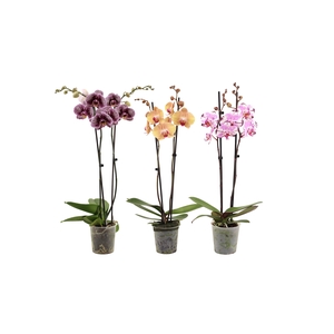 Phal Special Mix 2T16+