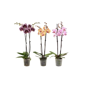 Phal Special Mix 2T16+