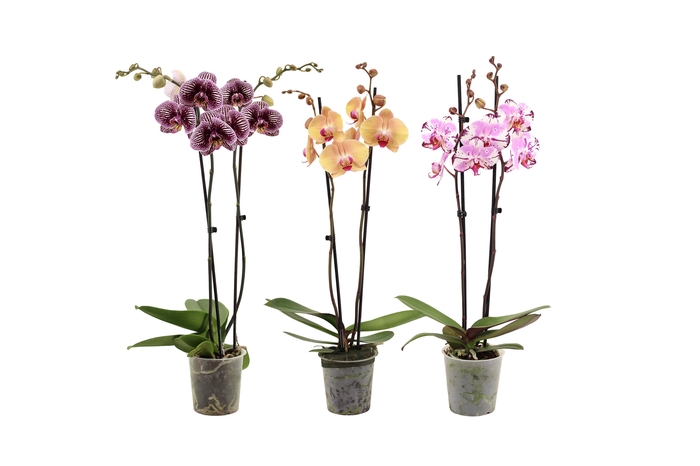 <h4>Phal Special Mix 2T16+</h4>