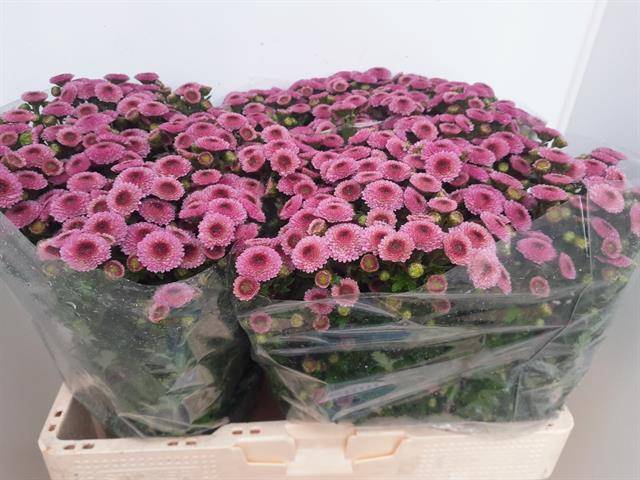 <h4>CHR SAN CALIM PINK</h4>