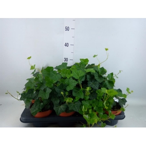 Hedera hibernica