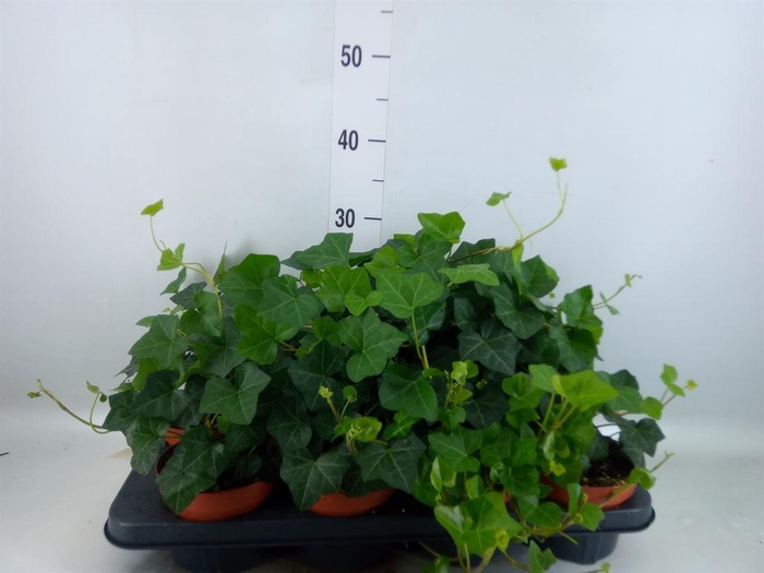 <h4>Hedera hibernica</h4>