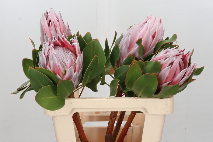 Protea Cynaroides