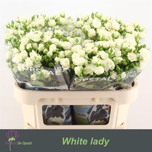 R Tr White Lady Extra!!