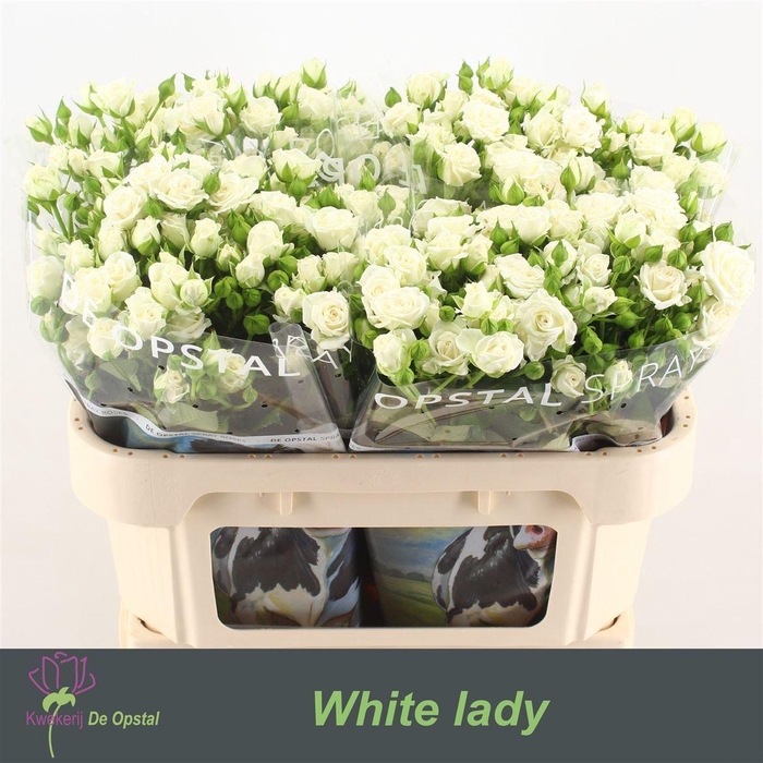 <h4>R Tr White Lady Extra!!</h4>