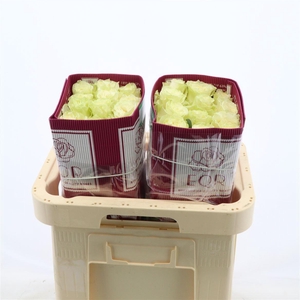 Rosa gr White Mondial