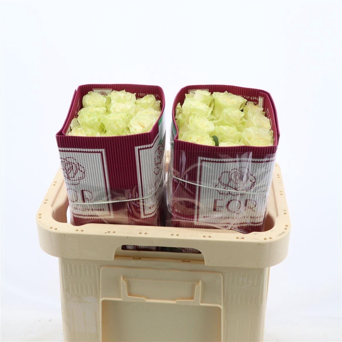 <h4>Rosa gr White Mondial</h4>