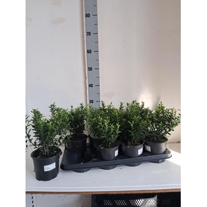 EUONYMUS JA MICROPHY